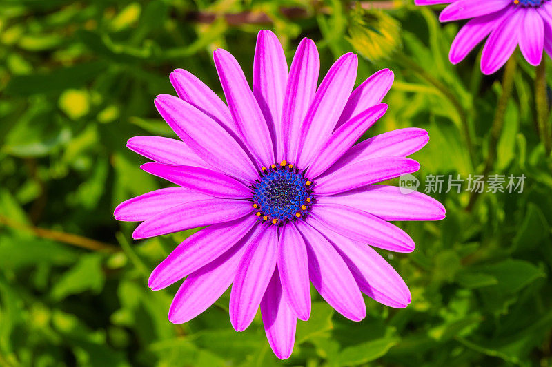 紫色披肩雏菊-玛格丽特