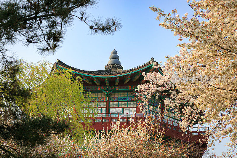 樱花在韩国寺庙，亭子