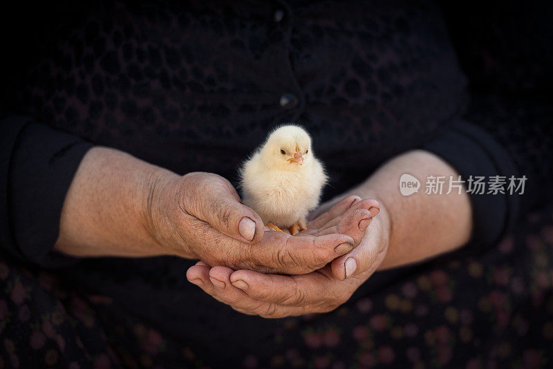 中年妇女手里抱着小鸡宝宝