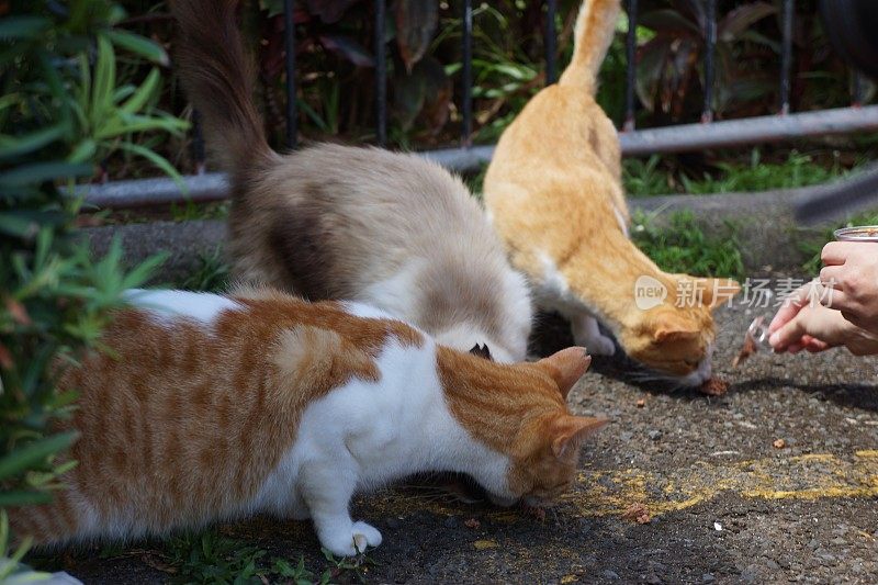 流浪猫