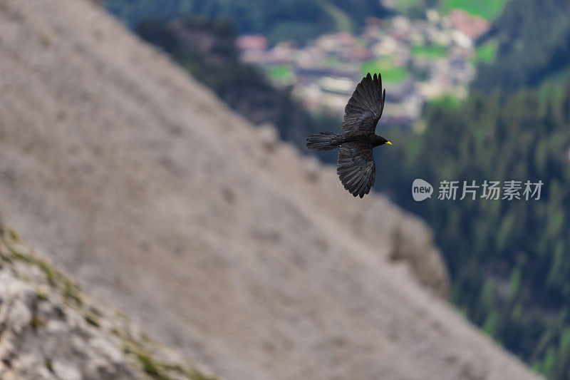 高山鸟在阿尔卑斯山上飞翔