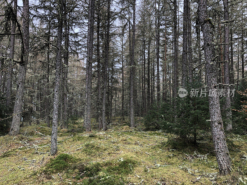 布鲁尔水景，苏格兰，英国