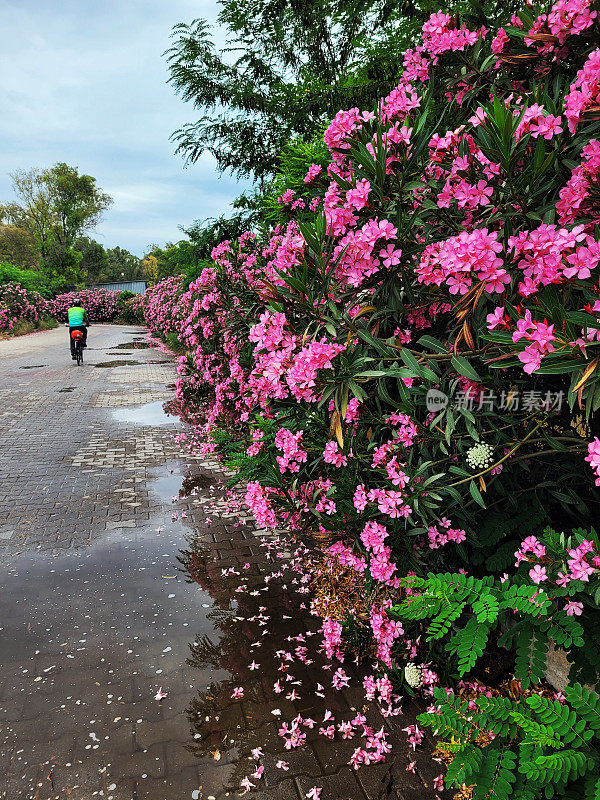 雨后潮湿的街道和粉红色的花朵