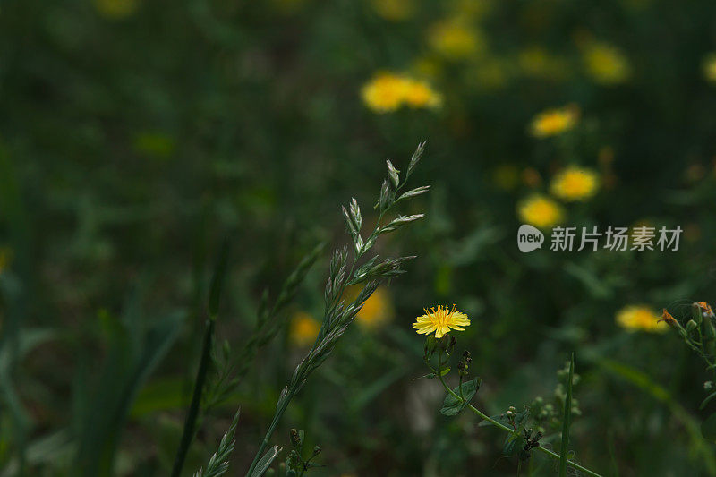 黄色的菊花在春天盛开