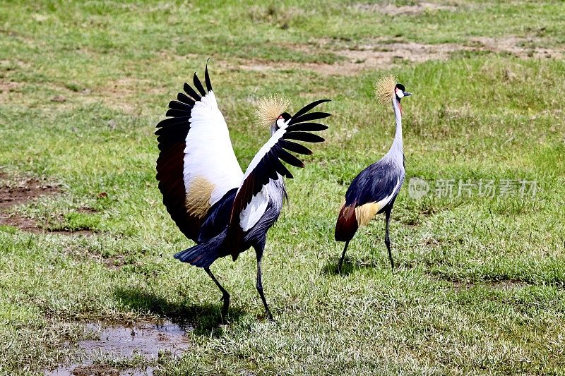 坦桑尼亚冠鹤求偶舞。
