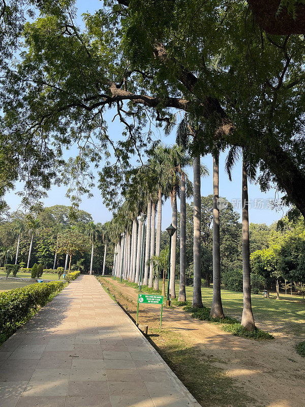 在Lodhi花园公共公园，绿色的草坪，种植的花坛与低矮的树篱，新德里，印度，递减的视角的棕榈树衬的道路的图像