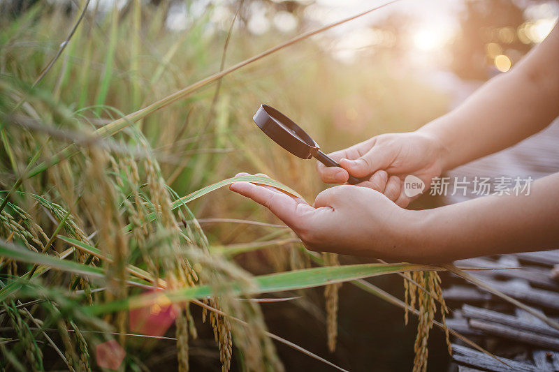 水稻研究，植物病害调查