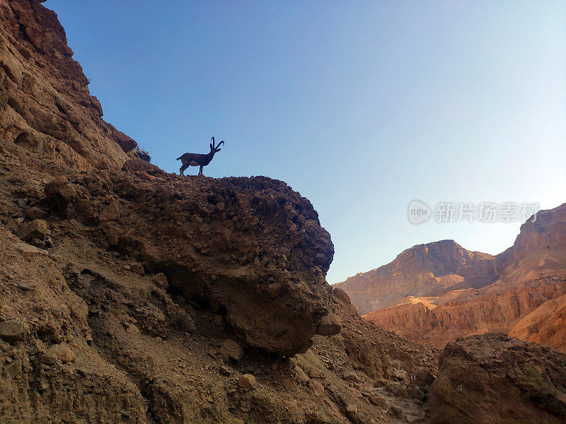 在死海周围的山上站岗的野山羊