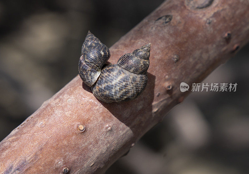 红树林根上的海螺