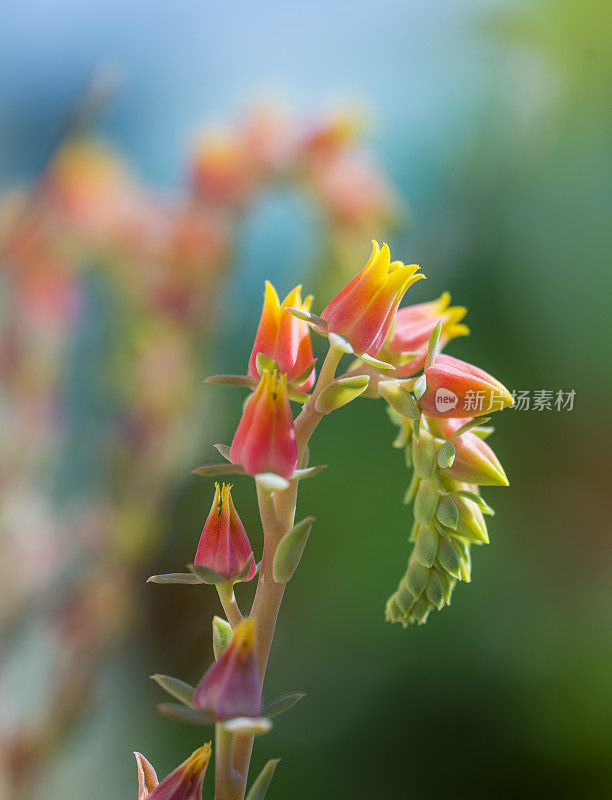 近距离观察月桂花与粉红色和黄色的花