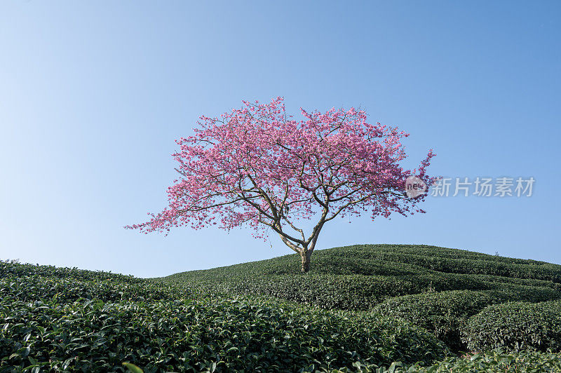 茶园、茶树、农业