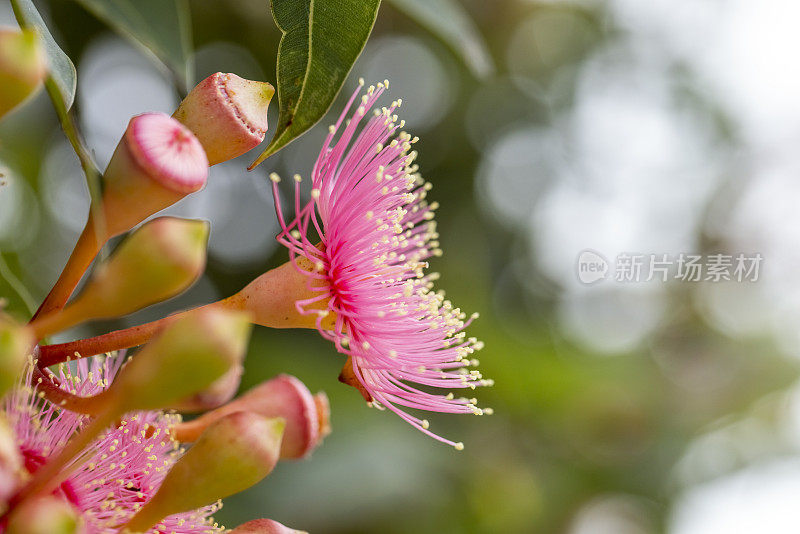 美丽的树胶树粉红色的花和花蕾，背景与复制空间