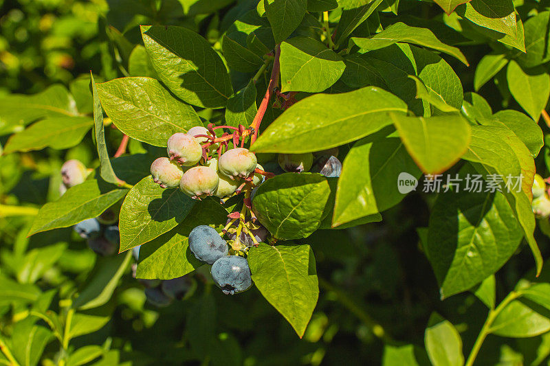 蓝莓布什。成熟多汁的夏季浆果。生态农场。可持续发展。健康食品。素食者。可持续性