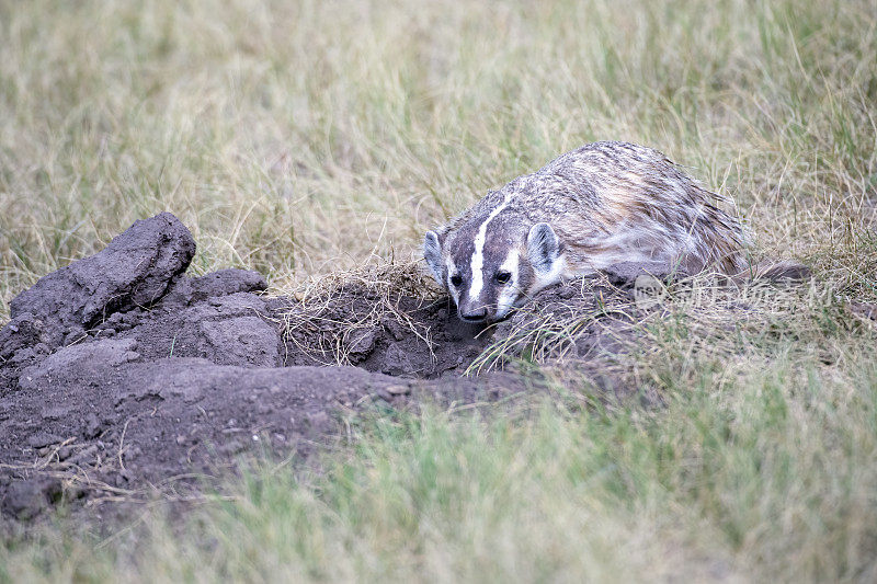 獾