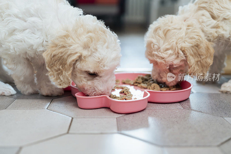 两只母小狗在吃东西