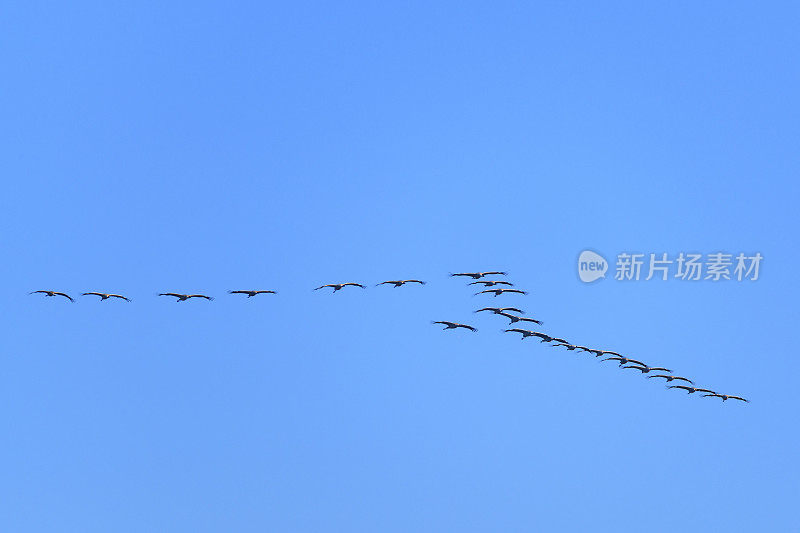 在秋季迁徙期间，在半空中飞行的鹤鸟或普通鹤
