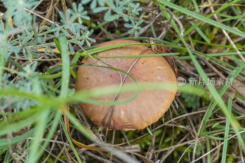 森林里的蘑菇，加泰罗尼亚。秋天。