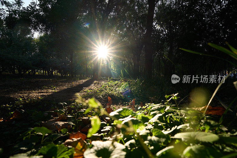 阳光和林地