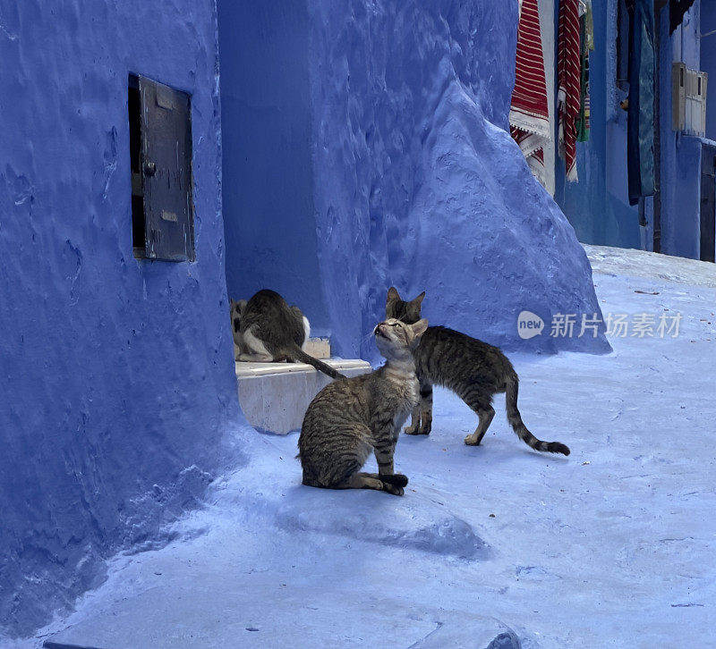 猫Chefchaouen、摩洛哥