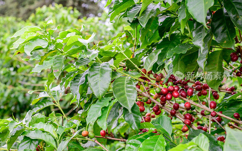 树枝上的咖啡浆果