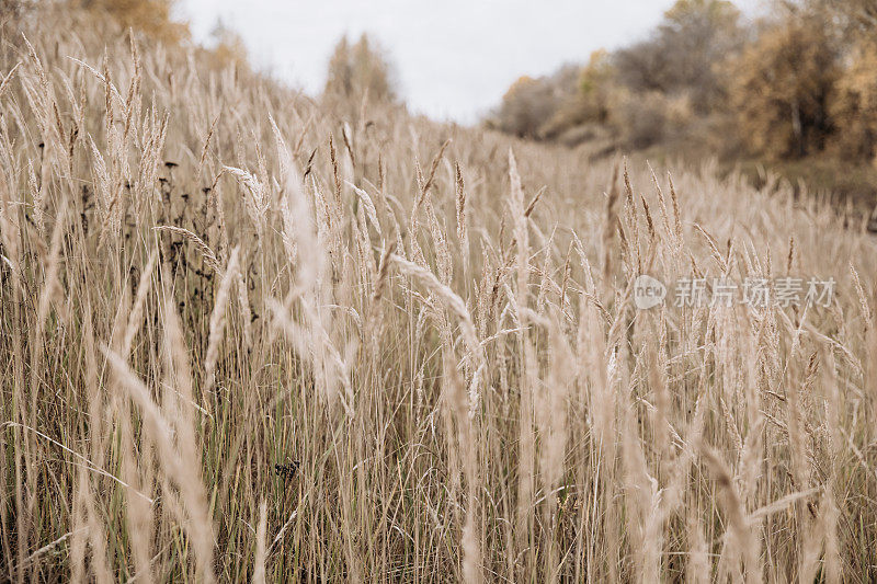 秋天的潘帕斯草。自然背景。干米色芦苇。柔和的中性色和大地色调。横幅。有选择性的重点。
