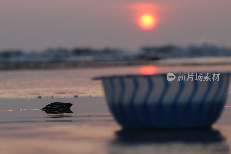 一只小乌龟爬回了亚齐岛的大海