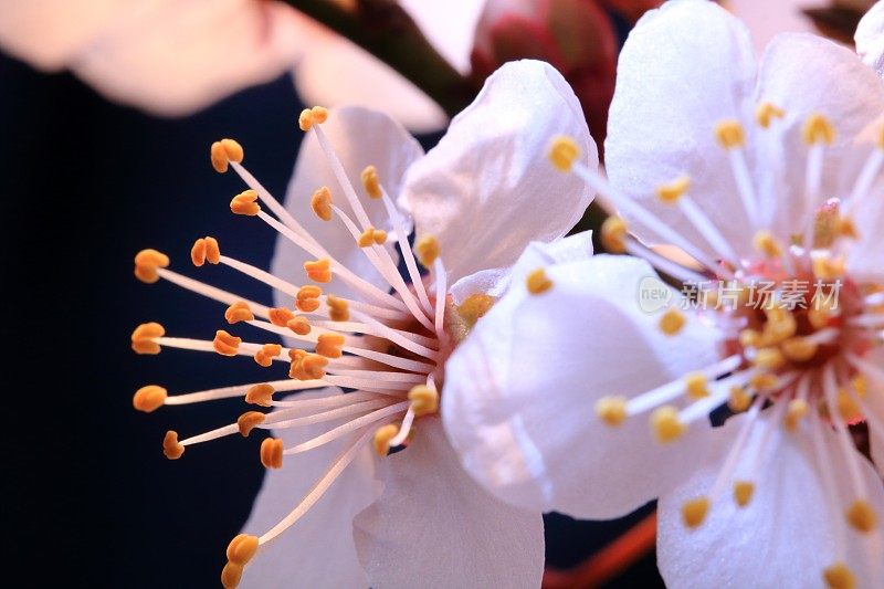 粉红色的樱花树开花-樱花