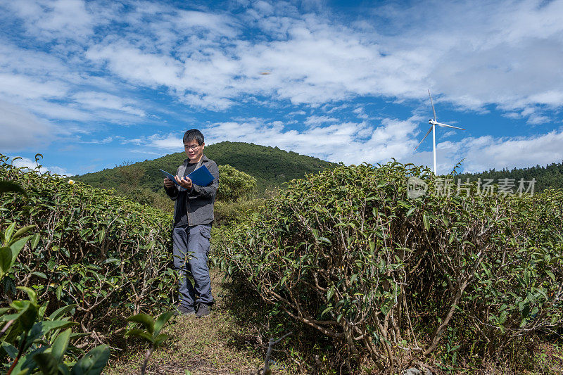 一位男性农学家观察并记录了茶园里茶叶的生长情况