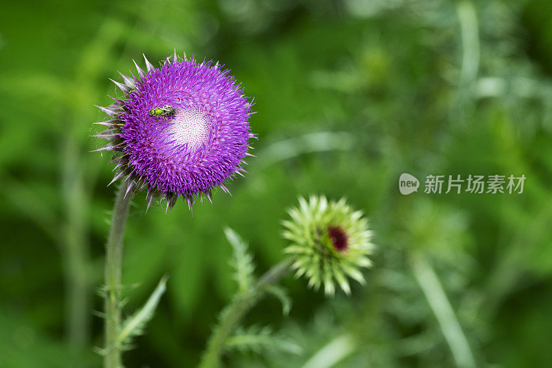 蜜蜂在蓟花上