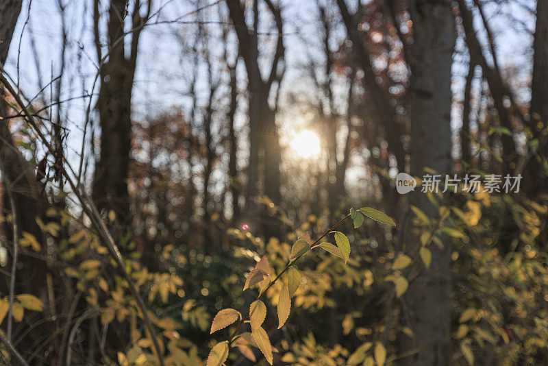 秋天，阳光明媚的傍晚，阳光穿过宾夕法尼亚州波科诺斯的阿巴拉契亚山脉的森林。