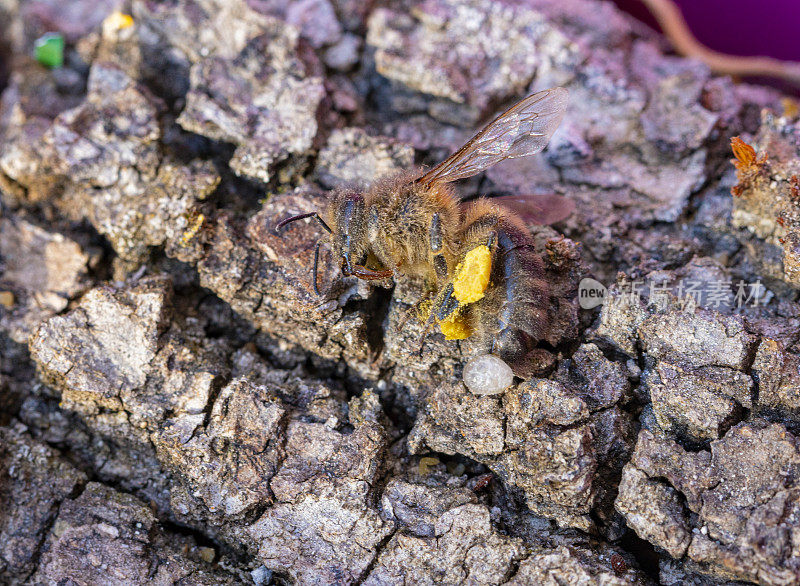 死去的蜜蜂，在冬天被冻住了，她的毒刺被冻成了一个球。