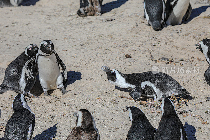 巨石海滩企鹅打架