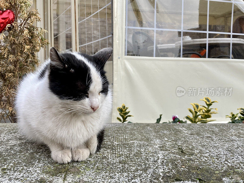 土耳其-伊斯坦布尔-土耳其猫