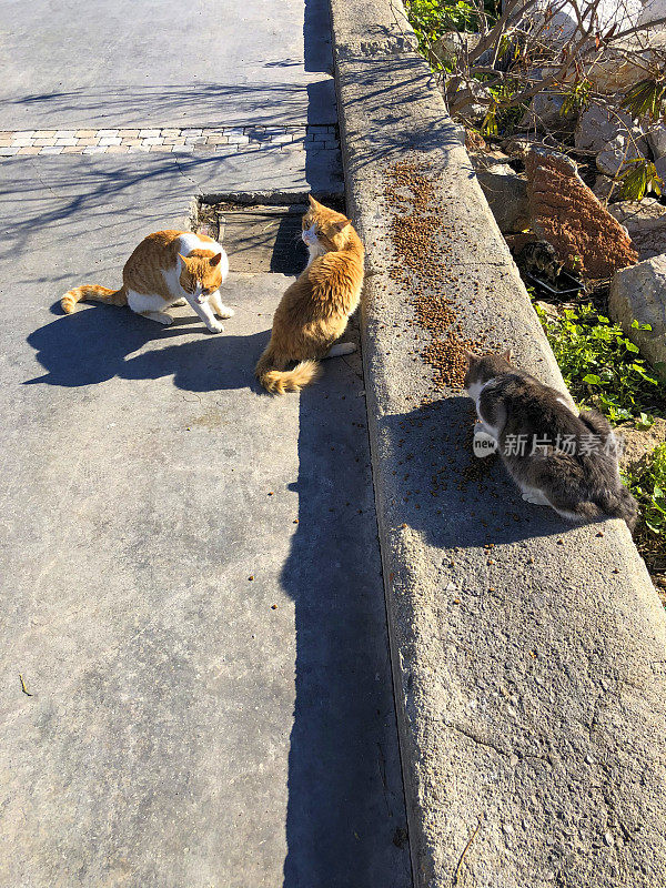 猫在街上觅食