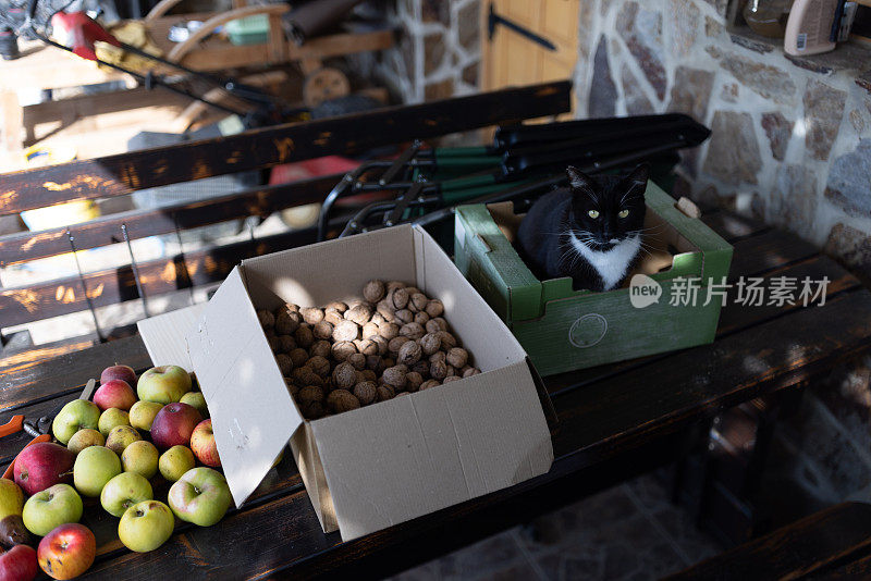 储藏室的桌子上有黑猫和核桃和苹果