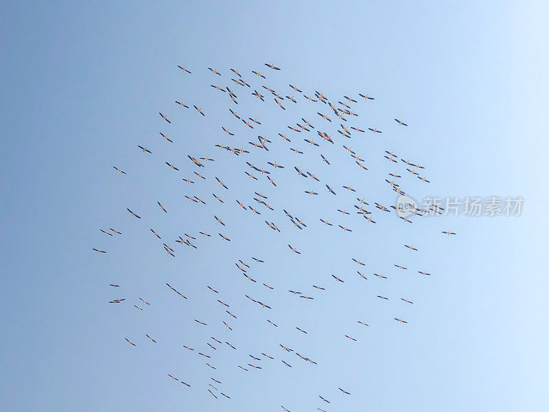 一大群鸟在蓝天上飞翔