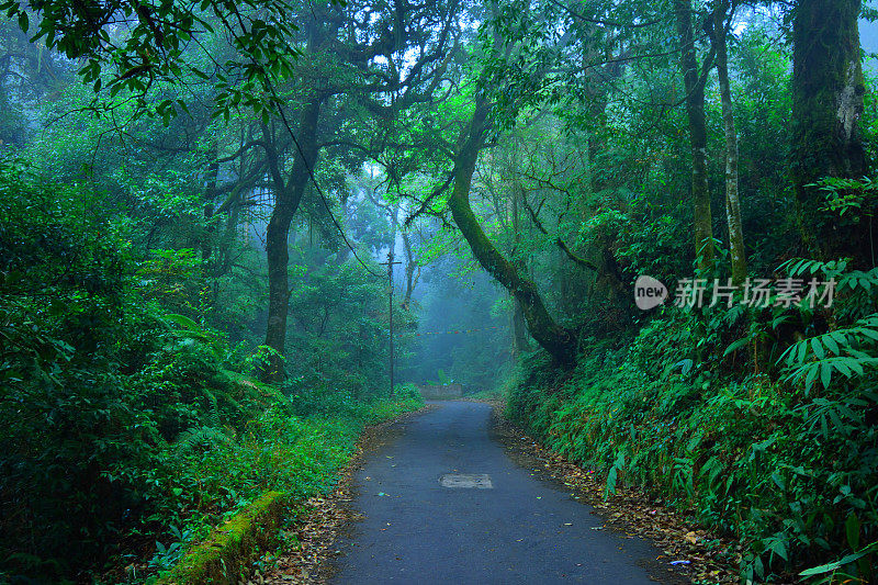 在大吉岭Kurseong的Dow山上，一条被雾覆盖的小森林道路。