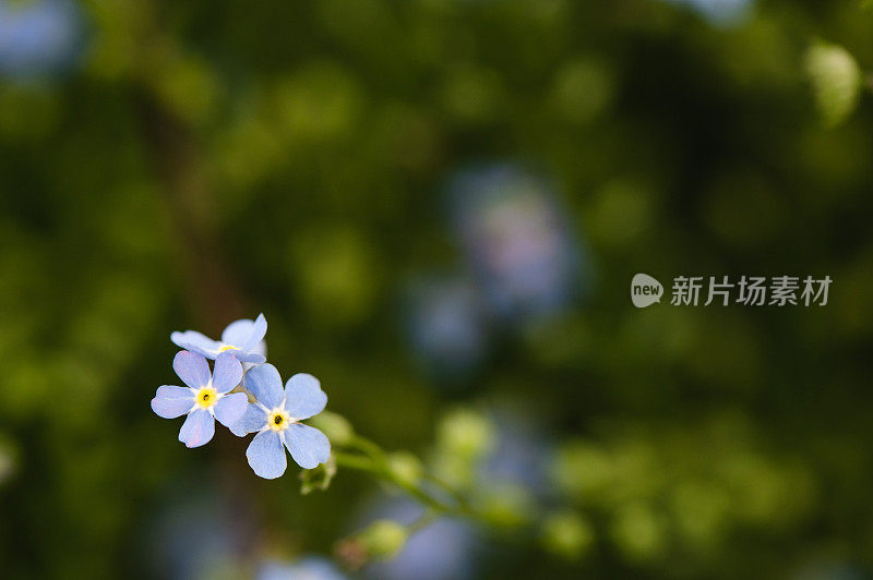 小蓝花花园背景