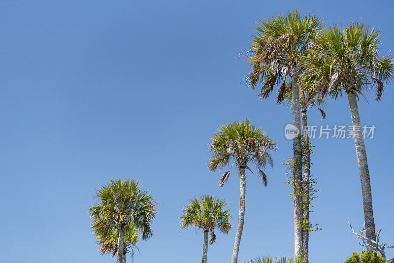 一组不同高度的卷心菜棕榈树与蔚蓝的天空，复制空间在左上方