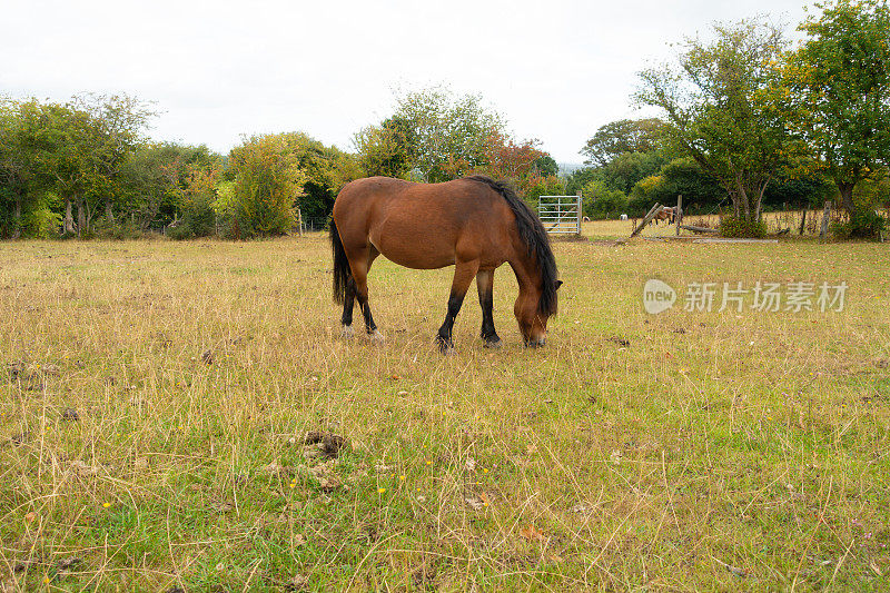 孤独的小马，在夏日的田野里吃草，由于干旱，草虽然干了，但仍然会导致小马变得肥胖和不健康。