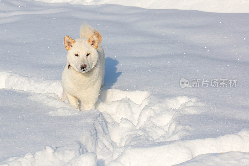 雪中的柴犬