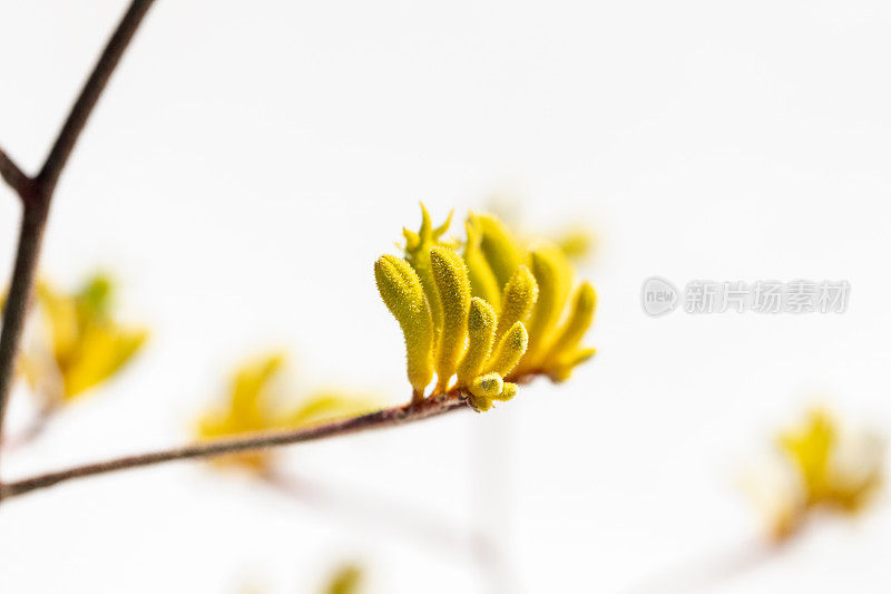 美丽的黄色袋鼠爪在阳光下，白色背景与复制空间