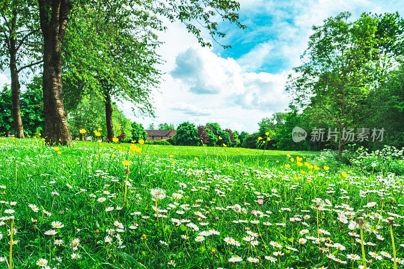 夏天的草地上有很多很多的雏菊