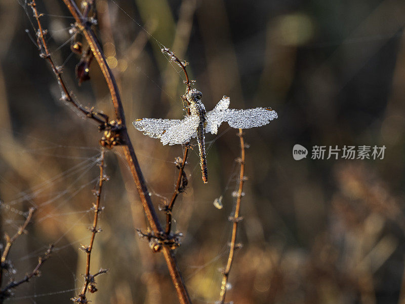 龙带着露珠飞在网上