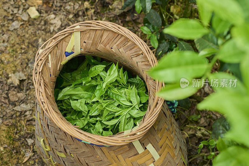 毯子里的新鲜茶叶。