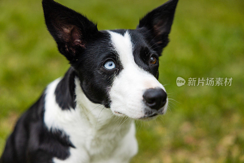 一只蓝眼睛向上看的狗的肖像