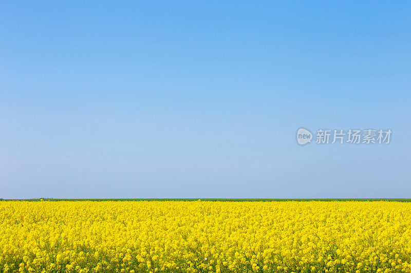 盛开的黄色油菜籽田与蓝天，德国-复制空间