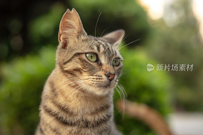 虎斑流浪猫在看镜头。