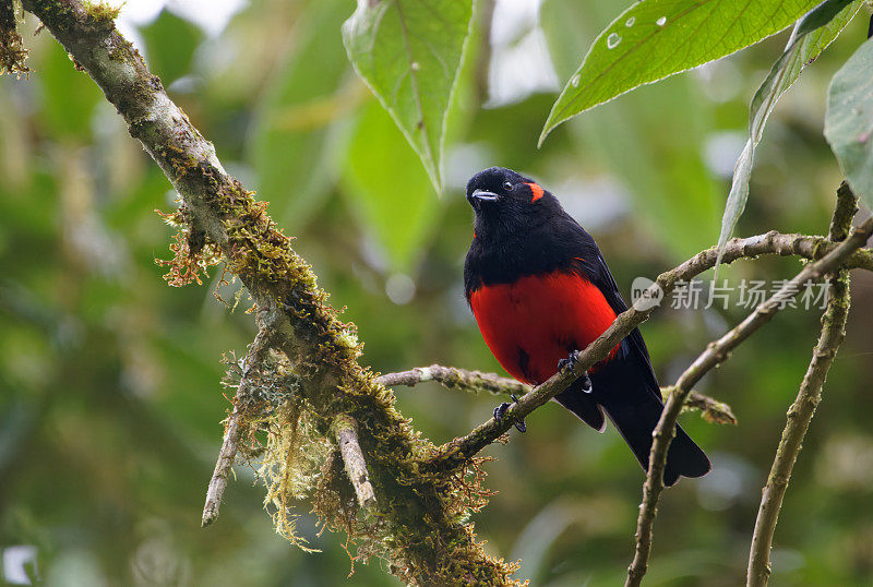 红腹的山间Tanager