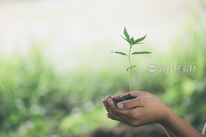 牵手呵护一株绿色的小植物，呵护自然的理念，保护世界，减少全球变暖。世界环境日。
